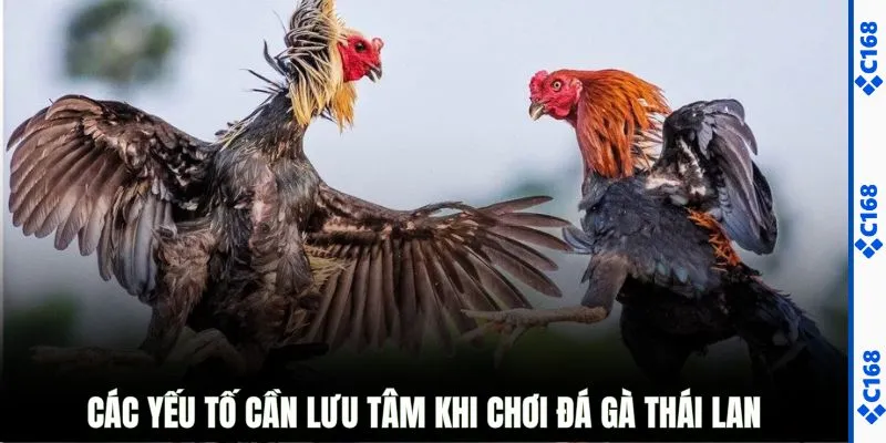 Các yếu tố cần lưu tâm khi chơi đá gà Thái Lan