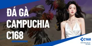 Đá gà camuchia C168